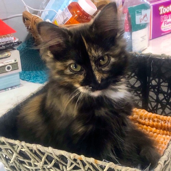 Meet your Posher, Mya - Picture 8 of 13